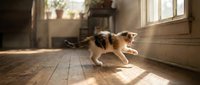 Young orange and white tabby kitten stretching playfully on wooden floor in sunlit room with windows and potted plants, ideal for pet care and lifestyle content.