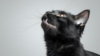 Black cat looking up against gray background, dramatic side profile view showcasing whiskers and distinctive feline features. Perfect for pet care and animal photography projects.