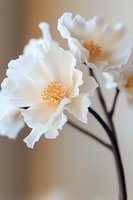 Delicate white flowers with ruffled petals and golden stamens on dark stems against soft neutral background, captured in dreamy macro photography style.