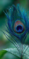 Vibrant peacock feather with iridescent blue and green colors displaying natural eye pattern on blurred background with water droplets for decorative design.