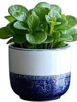 Fresh green peperomia plant with water droplets growing in decorative blue and white ceramic pot, close-up view showing glossy leaves and ornate pattern.