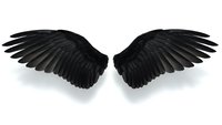 Black angel wings spread wide on white background, isolated feathered wings for fantasy design, gothic art, spiritual concepts and creative projects.
