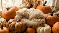 Fluffy orange tabby cat sleeping peacefully among autumn pumpkins by sunny window, cozy fall harvest scene with warm natural lighting for seasonal decor.