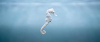 Delicate seahorse floating gracefully in calm blue ocean waters with soft natural lighting creating peaceful underwater marine scene.