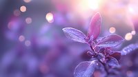 Delicate purple leaves covered in morning dew drops against dreamy bokeh background in soft pink and violet tones, creating magical garden atmosphere.