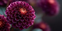 Deep purple dahlia flower in full bloom with symmetrical petals and golden center against dark background, creating dramatic botanical contrast.