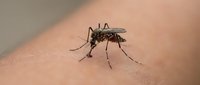Mosquito feeding on human skin close-up macro shot showing detailed insect anatomy and blood sucking behavior for medical and educational content.