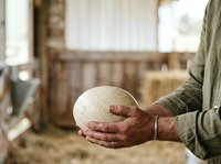 Farmer holding fresh round cheese wheel in barn setting with rustic wooden background and natural daylight, suitable for agricultural, dairy, and food production content.