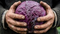 Male farmer with weathered hands holding fresh purple cabbage, showcasing organic produce harvest and sustainable agriculture for farm-to-table marketing and food industry use.