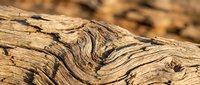 Weathered wood texture with natural grain patterns and cracks, showing aged timber surface detail for background and design use.