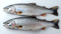 Fresh raw Atlantic salmon fish with spotted silver scales and pink flesh, isolated on white background for seafood market and culinary design.