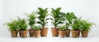Collection of green houseplants in terracotta pots arranged on white surface for home decor and indoor gardening projects.