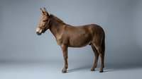 Brown donkey standing in profile against neutral gray background, suitable for animal education, veterinary resources, farm livestock content, and agricultural publications.