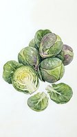 Hand-drawn watercolor illustration of fresh brussels sprouts with one cut in half, showing detailed interior layers and natural color variations for culinary and botanical artwork.