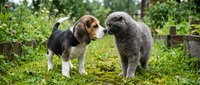 Beagle and gray dog meeting nose-to-nose in lush green garden setting, ideal for pet care, animal behavior, and friendship themes.