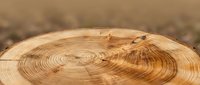 Fresh cut tree stump cross-section showing natural wood grain rings and texture on blurred forest ground background for organic design projects.