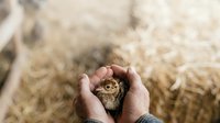 Farmer's hands cradling newborn chick in palm, agricultural animal husbandry and poultry farming concept for livestock care and breeding industry.