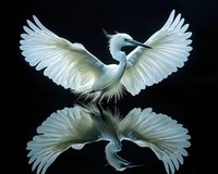 Graceful white egret with spread wings reflected in still water against black background, creating mirror symmetry composition in dramatic lighting.