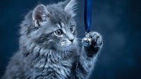 Fluffy gray kitten playing with a silver bell on a blue ribbon against a dark blue background, curious and playful expression.