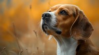 Portrait of attentive beagle dog looking up against blurred autumn background, close-up view showing distinctive facial features and alert expression.