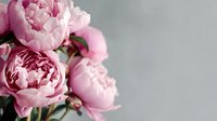 Pink peony bouquet with lush, layered blooms against neutral gray background, creating elegant contrast for wedding, celebration, or home decor.