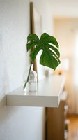 Monstera deliciosa plant with split green leaves in clear glass vase on white floating shelf against white wall, minimalist home decor and interior design styling.