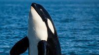Orca whale breaching ocean surface with distinctive black and white coloration against deep blue water creating dramatic marine wildlife moment.