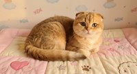 Adorable orange tabby Scottish Fold cat lying on colorful children's bedding with fish and paw print patterns in cozy bedroom setting.