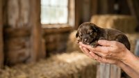 Young puppy held in human hands in rustic barn setting, newborn dog with eyes closed, suitable for pet care, animal breeding, and veterinary content.