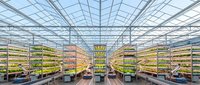 Modern greenhouse interior with rows of yellow cultivation shelves under glass roof structure, ideal for agricultural, horticulture, and sustainable farming projects.