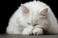 Sleeping white Persian cat with long fluffy fur curled up against dark background, paws crossed under chin, creating peaceful and serene mood for pet care concepts.