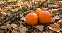 Three bright orange pumpkins nestled among fallen autumn leaves and moss on forest ground, seasonal harvest decoration for fall holidays and thanksgiving.