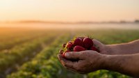 Fresh ripe strawberries cupped in farmer hands at sunset with agricultural field background. Organic fruit harvest concept for healthy eating and farming.