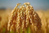 Golden wheat ears close-up in field, ripe grain ready for harvest against blurred agricultural landscape background.