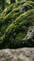 Vibrant green moss covering ancient stone surface in peaceful forest setting creating natural texture and organic growth patterns for nature designs.