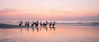 Flock of seagulls standing on wet sand beach at sunset with pink sky reflection in water creating peaceful coastal scene for nature and wildlife photography.