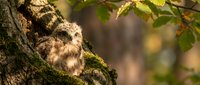 Camouflaged owl perched on moss-covered tree branch in forest habitat, displaying natural wildlife behavior and woodland environment for nature and animal content.