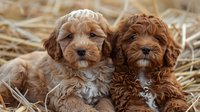 Two adorable cockapoo puppies with curly fur, one light apricot and one chocolate brown, sitting together on straw bedding, perfect for pet adoption or animal care themes.