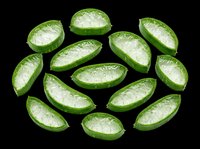 Fresh aloe vera slices with gel, isolated on transparent background. Ready for t-shirt design, stickers, clipart, print on demand, and sublimation projects.