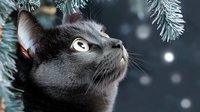 Adorable black kitten looking up at Christmas tree branches with falling snow, perfect for holiday greeting cards and seasonal marketing campaigns.
