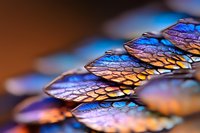 Macro photography of iridescent snake scales showing vibrant blue and copper colors with detailed texture pattern and natural light reflection creating abstract design.