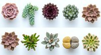 Collection of colorful succulent plants arranged in rows on white background, featuring various species with different shapes and textures for gardening design.
