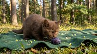 Brown tabby cat sniffing forest ground covered with moss and fallen leaves, surrounded by tall evergreen trees in natural woodland setting.