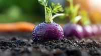 Fresh purple radish with green leaves growing in dark fertile soil, water drops on vegetable surface, organic farming and healthy food concept, macro shot.