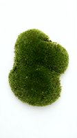 Isolated vibrant green moss clump on white background, perfect for nature, ecology, botanical, and environmental design projects.