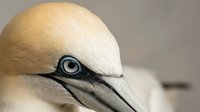 Close-up portrait of northern gannet seabird with distinctive yellow head plumage and piercing blue eye showing intricate feather detail and natural beauty.