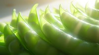 Fresh green pea pods arranged in curved rows with soft natural lighting creating gentle shadows and highlights, showcasing organic produce freshness.