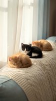 Three adorable kittens resting on cozy knitted blanket by window with soft natural light creating warm peaceful domestic scene for pet lovers and home decor.