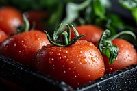 Fresh ripe red tomatoes with water droplets in black container, organic vegetables for healthy cooking and farm-to-table cuisine preparation.