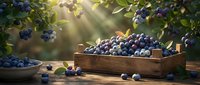 Fresh blueberries in rustic wooden crate with sunlight streaming through blueberry bush branches, perfect for healthy eating and organic farming concepts.